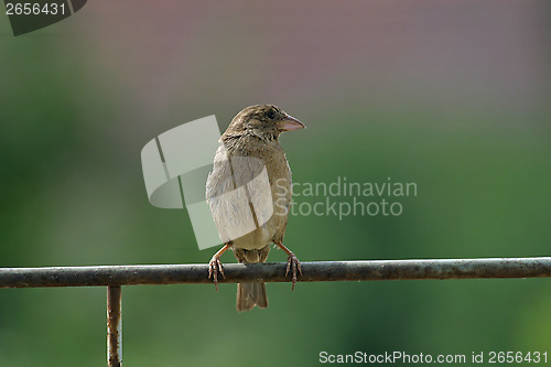 Image of Sparrow