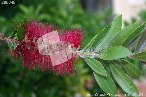 Image of Exotic flower