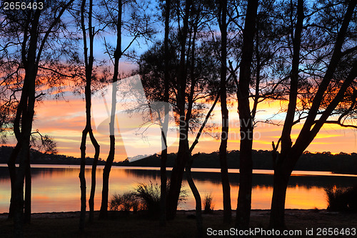 Image of Sunrise reflections and Casuarina silhouettes at the Lagoon