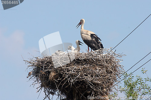 Image of Stork in its nest 