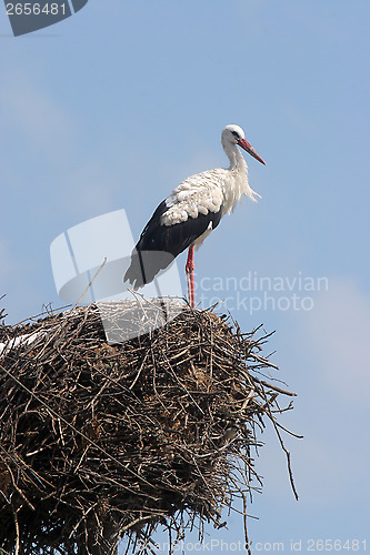 Image of Stork in its nest 