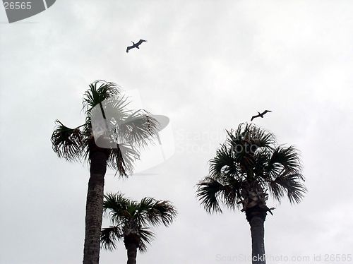 Image of pelican's flight