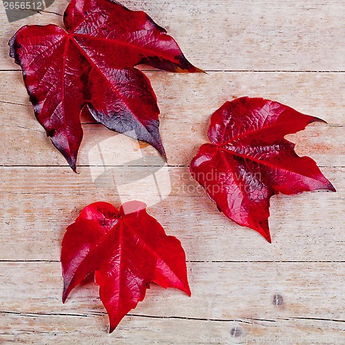 Image of three red autumn leaves