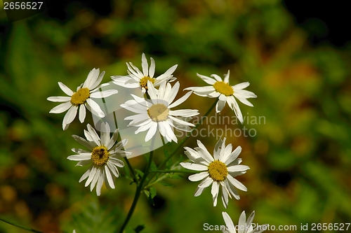 Image of Flowers in spring
