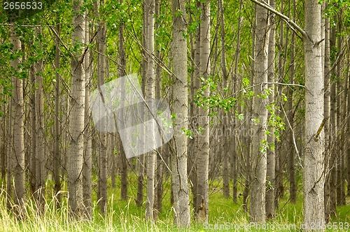 Image of Forest