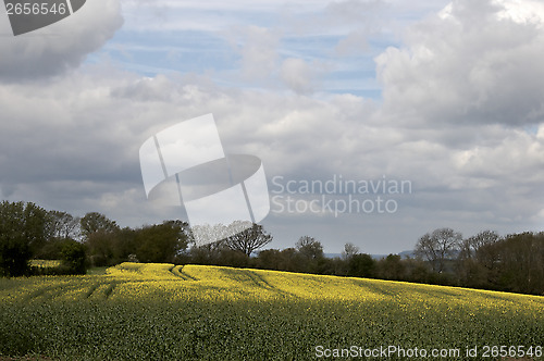 Image of summer