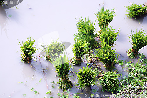 Image of Rice seedlings for planting