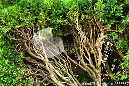 Image of green fence detail 