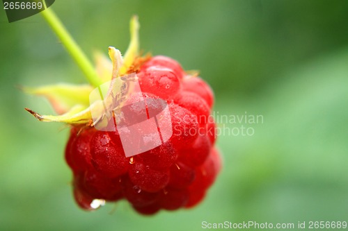 Image of raspberry