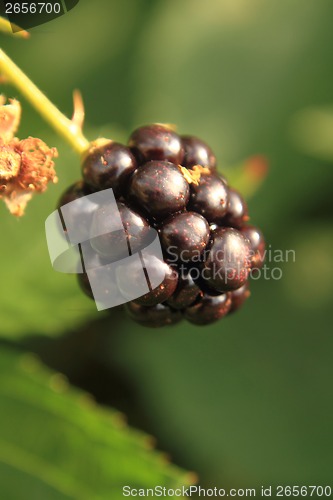 Image of blackberry on the green background