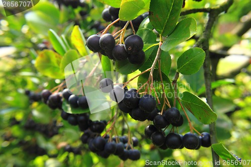 Image of black rowanberries 