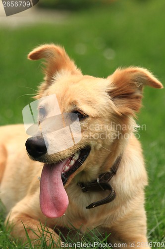 Image of small labrador in the green grass