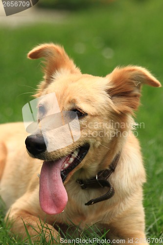 Image of small labrador in the green grass