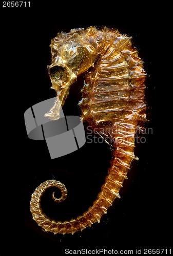 Image of sea horse