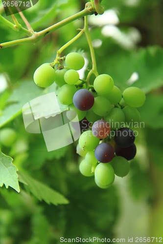 Image of red and green grapes 