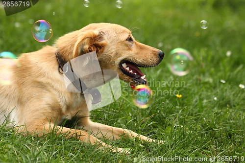 Image of small labrador in the green grass