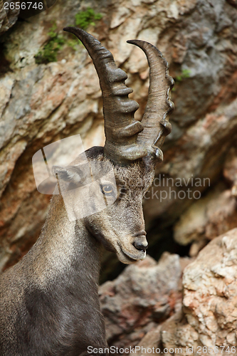 Image of Alpine Ibex