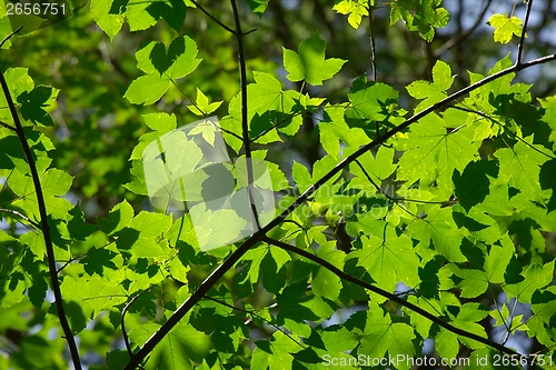 Image of Leaves
