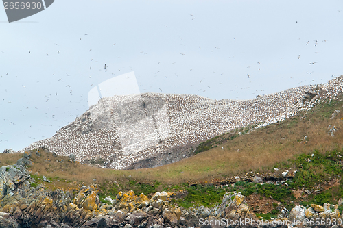Image of mountain top with bird sanctuary at Seven Islands