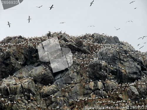 Image of mountain top with bird sanctuary at Seven Islands