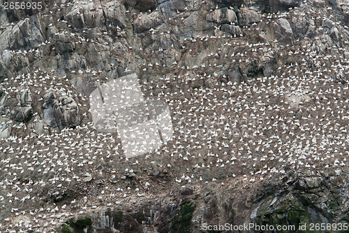 Image of detail of a bird sanctuary at Seven Islands