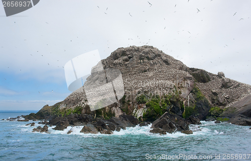 Image of bird sanctuary at Seven Islands