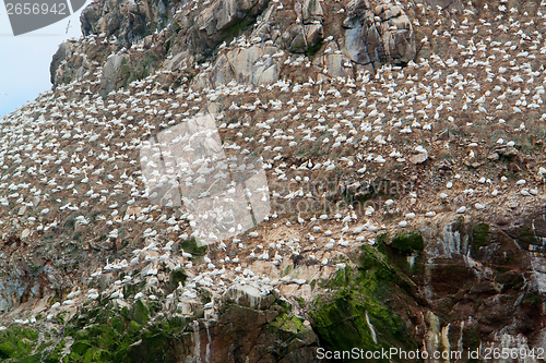 Image of detail of a bird sanctuary at Seven Islands