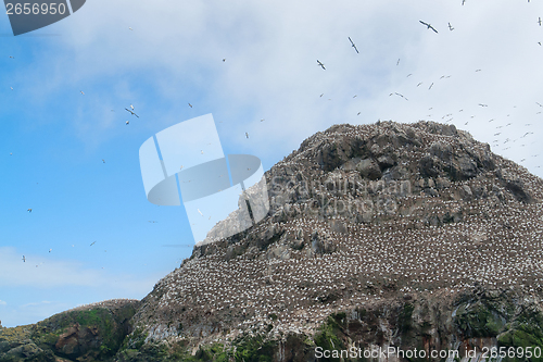 Image of a mountain top with bird sanctuary at Seven Islands