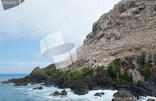 Image of part of a bird sanctuary at Seven Islands