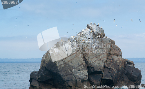 Image of bird sanctuary at Seven Islands