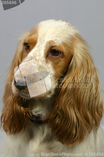 Image of cocker spaniel