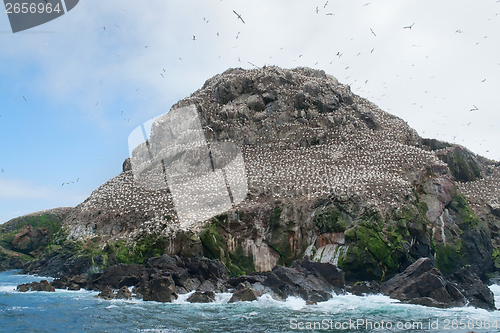 Image of big bird sanctuary at Seven Islands