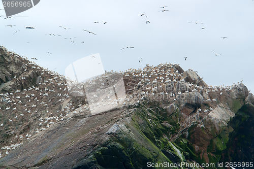 Image of bird sanctuary detail at Seven Islands