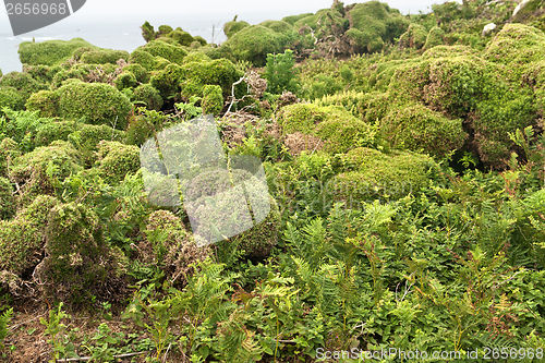 Image of vegetation at Seven Islands