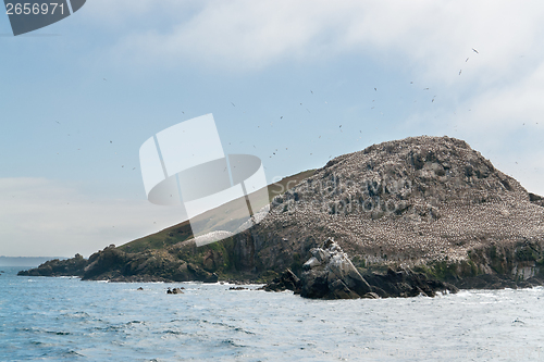 Image of bird sanctuary at the Seven Islands in Brittany