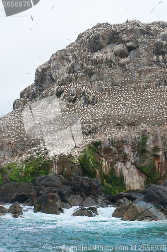 Image of population of a bird sanctuary at Seven Islands