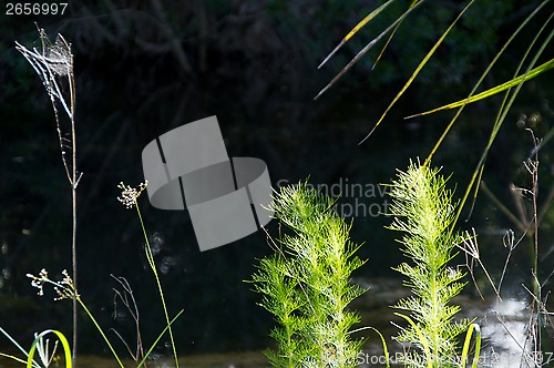 Image of close up of weeds at river