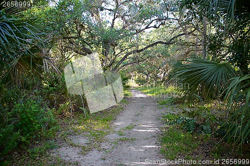 Image of Nature path