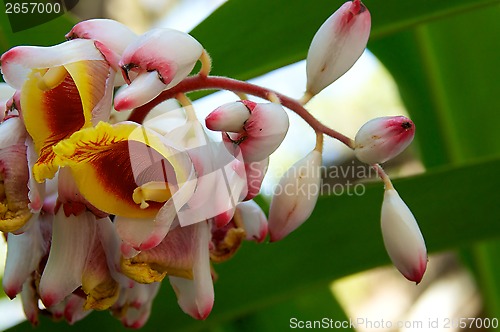 Image of Shell Ginger flowers in bloom