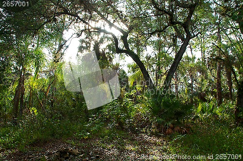 Image of sunrising over subtropical forest