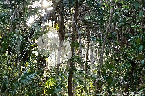 Image of view of sub tropical forest