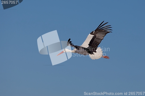 Image of Stork flying