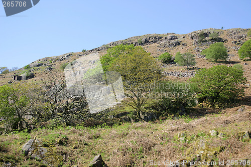 Image of trees on a mountains