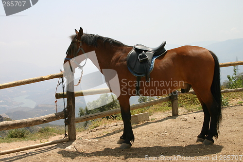 Image of Horse saddled up and ready to go