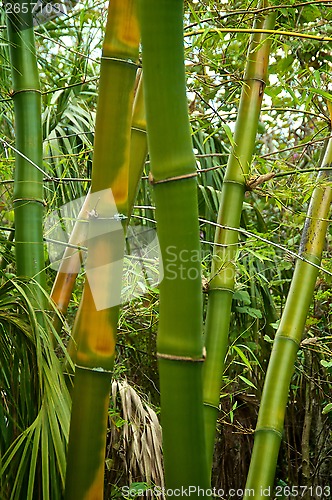 Image of green and golden bamboo