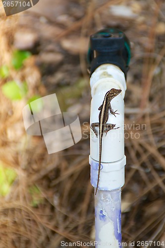 Image of lizard on water pipe