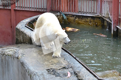 Image of Polar bear in a zoo at the pool.