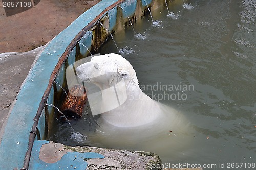 Image of The polar bear swims in the zoo pool.