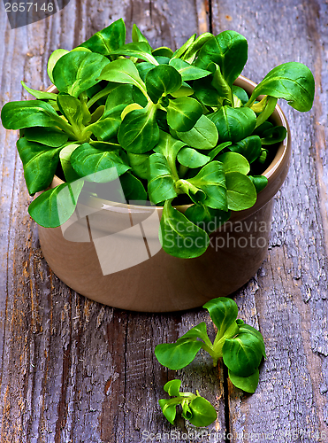 Image of Corn Salad Leaves