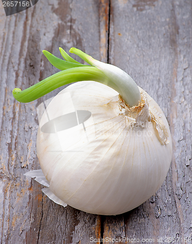 Image of Sprouted Onion